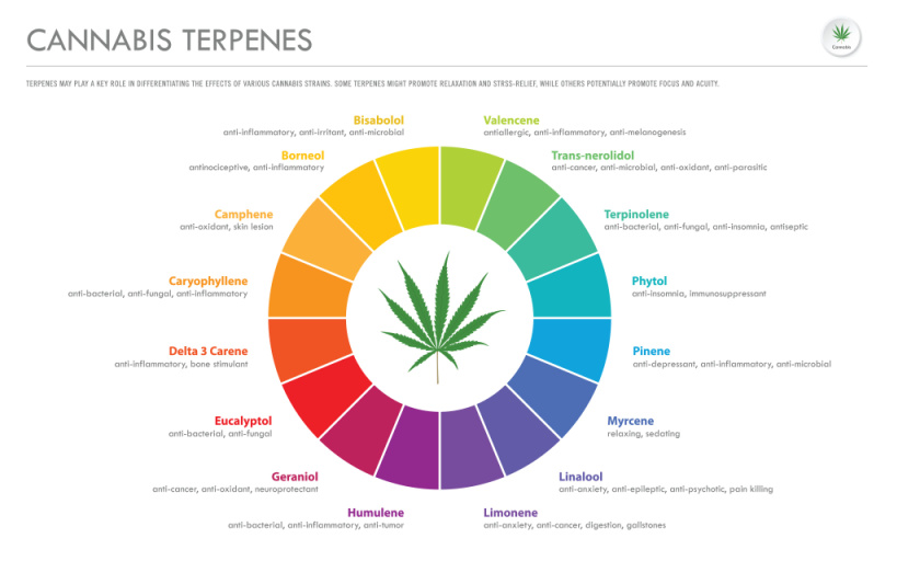 How to Increase Terpene Levels in Your Cannabis Plant!