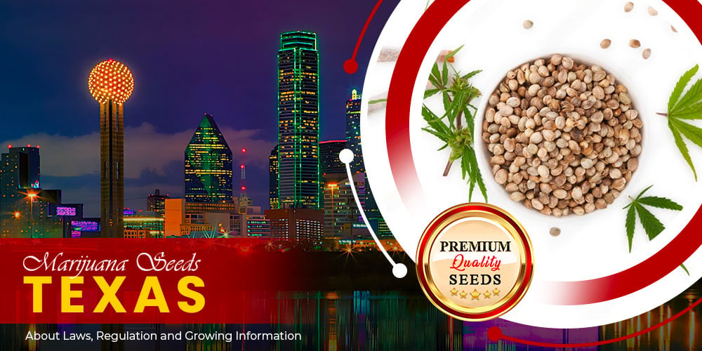 marijuana seeds texas