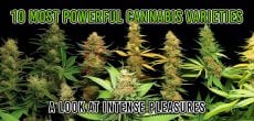 Most Powerful Cannabis Varieties